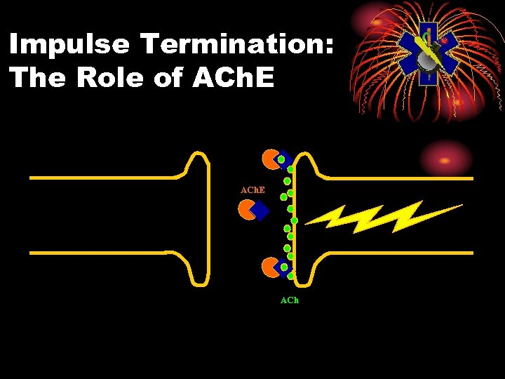 Impulse Termination: The Role of ACh. E ACh 