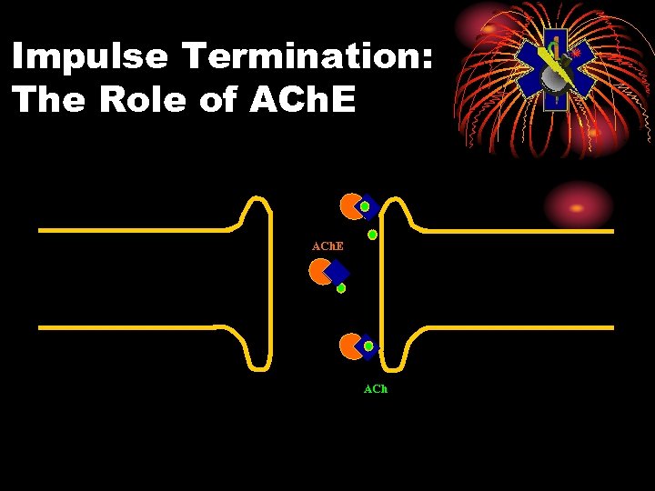 Impulse Termination: The Role of ACh. E ACh 