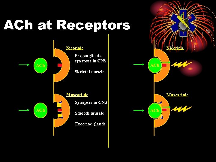 ACh at Receptors Nicotinic ACh Preganglionic synapses in CNS Nicotinic ACh Skeletal muscle Muscarinic