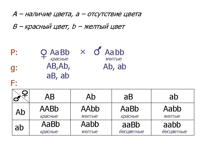 A – наличие цвета, a – отсутствие цвета B – красный цвет, b –