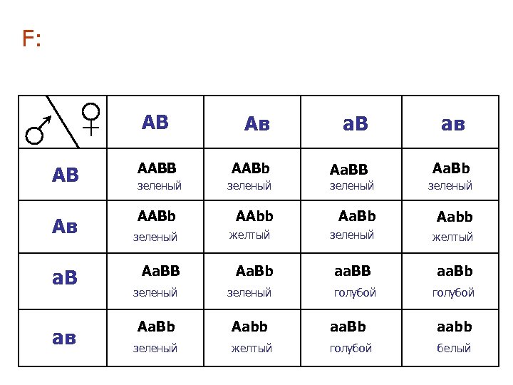 F: АВ Ав а. В Аа. ВВ АВ ААВb зеленый Ав ААВb а. В