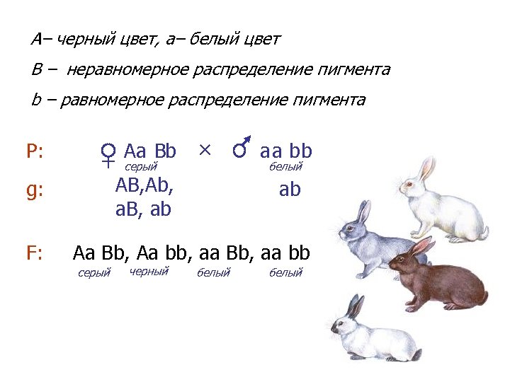 А– черный цвет, a– белый цвет B – неравномерное распределение пигмента b – равномерное