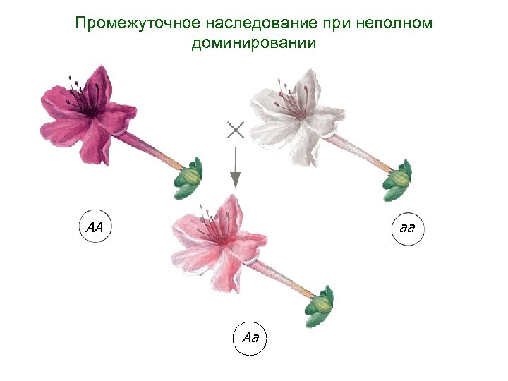 Промежуточное наследование при неполном доминировании АА аа Аа 