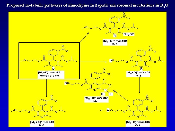 Proposed metabolic pathways of nimodipine in hepatic microsomal incubations in D 2 O 