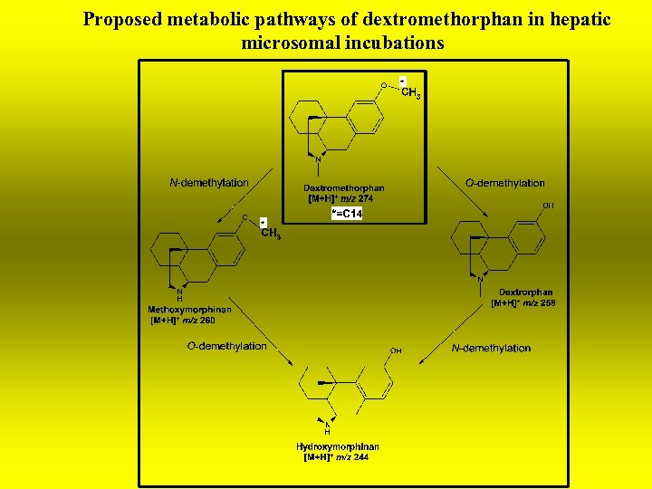  Proposed metabolic pathways of dextromethorphan in hepatic microsomal incubations 
