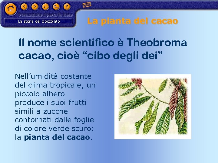 La storia del cioccolato La pianta del cacao Il nome scientifico è Theobroma cacao,