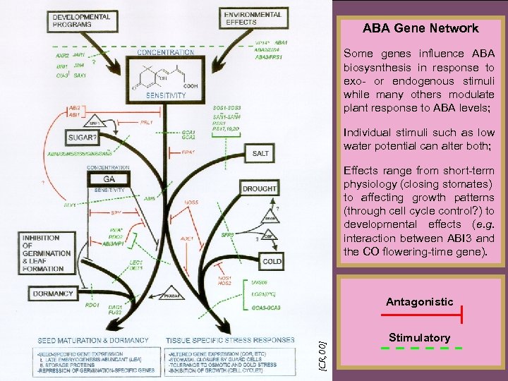 ABA Gene Network Some genes influence ABA biosysnthesis in response to exo- or endogenous