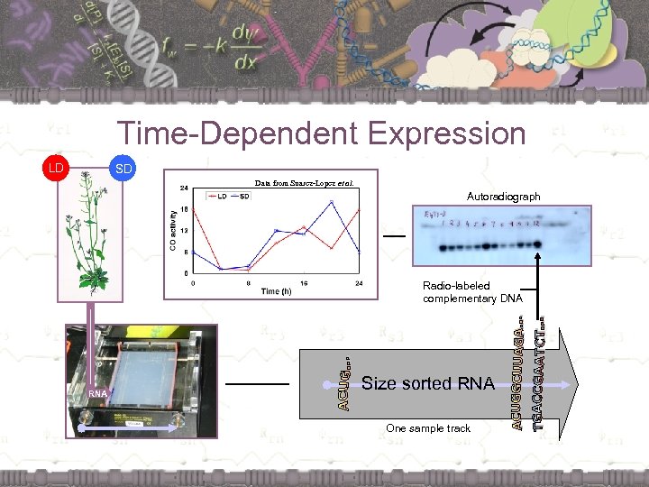 Time-Dependent Expression LD SD Data from Suarez-Lopez et al. Autoradiograph Radio-labeled complementary DNA RNA
