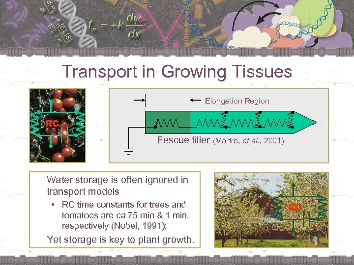 Transport in Growing Tissues Elongation Region RC Fescue tiller (Martre, et al. , 2001)