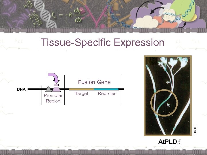 Tissue-Specific Expression Fusion Gene Promoter Region Target Reporter [TK, 01] DNA 