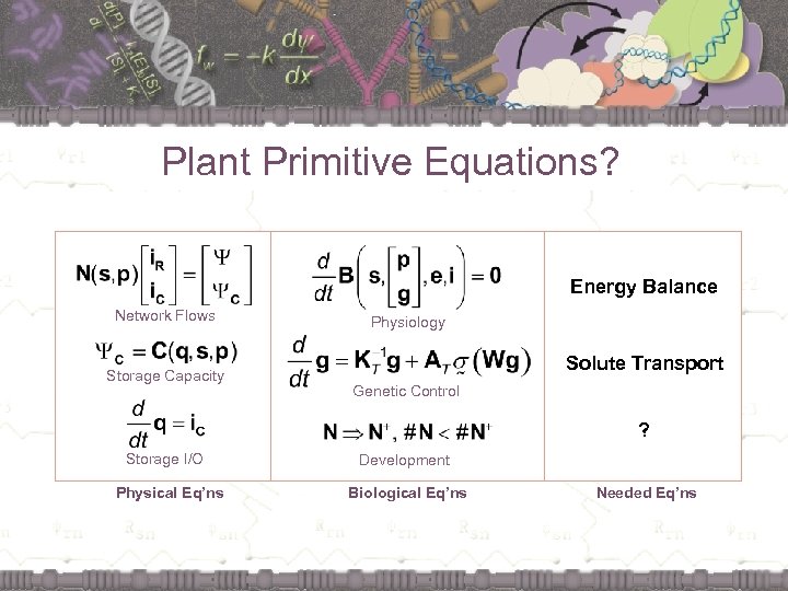 Plant Primitive Equations? Energy Balance Network Flows Storage Capacity Physiology Solute Transport Genetic Control