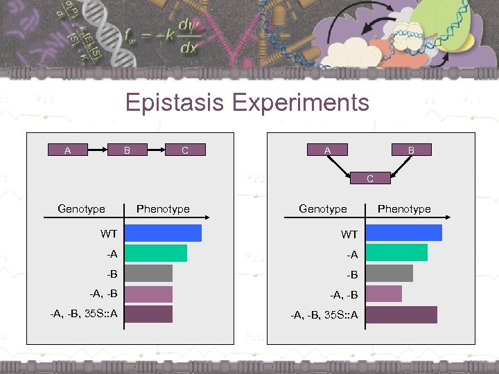 Epistasis Experiments A B C Genotype Phenotype Genotype WT WT -A -A -B -B