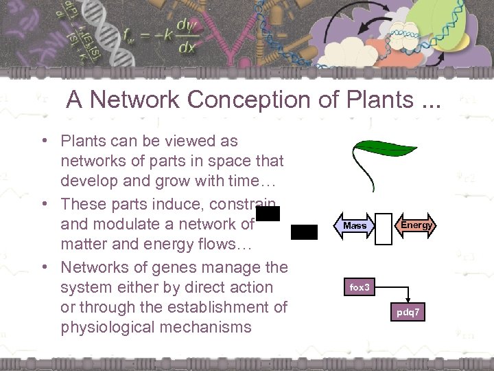A Network Conception of Plants. . . • Plants can be viewed as networks