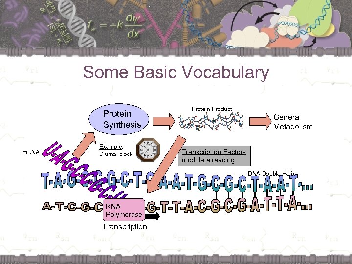 Some Basic Vocabulary Protein Synthesis m. RNA Example: Diurnal clock Protein Product General Metabolism