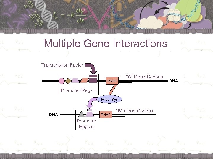 Multiple Gene Interactions Transcription Factor RNAP “A” Gene Codons Promoter Region Prot. Syn. DNA