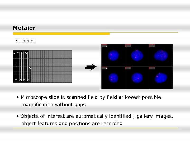 Metafer Concept • Microscope slide is scanned field by field at lowest possible magnification