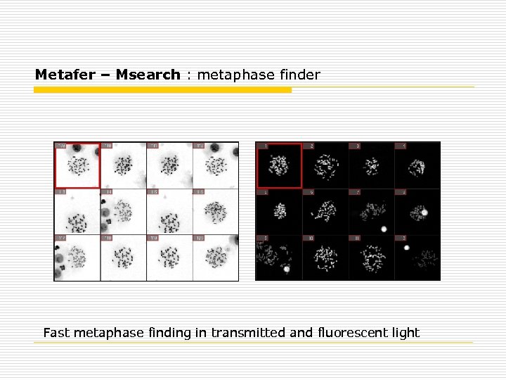 Metafer – Msearch : metaphase finder Fast metaphase finding in transmitted and fluorescent light