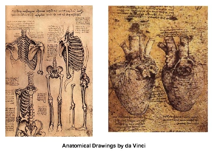 Anatomical Drawings by da Vinci 