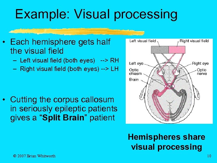 Example: Visual processing • Each hemisphere gets half the visual field – Left visual