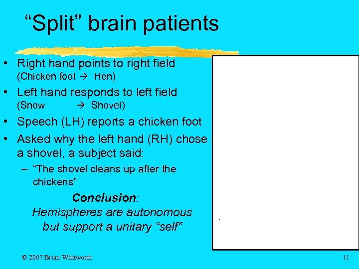 “Split” brain patients • Right hand points to right field (Chicken foot Hen) •