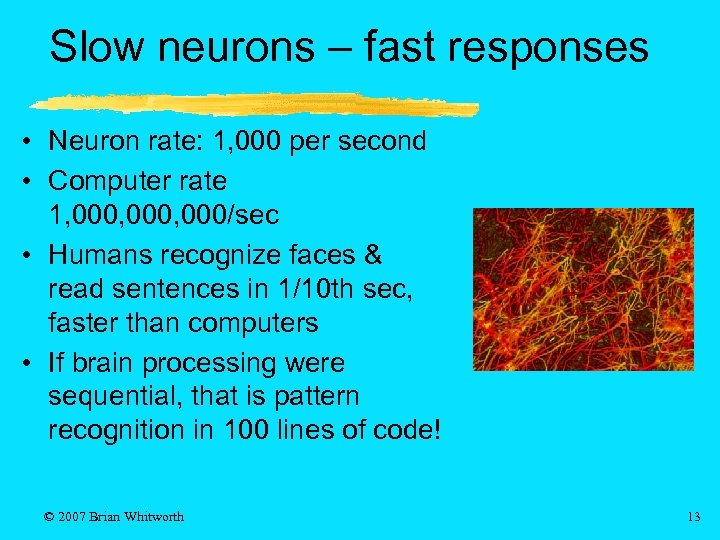 Slow neurons – fast responses • Neuron rate: 1, 000 per second • Computer