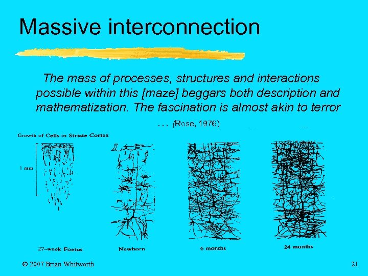 Massive interconnection The mass of processes, structures and interactions possible within this [maze] beggars