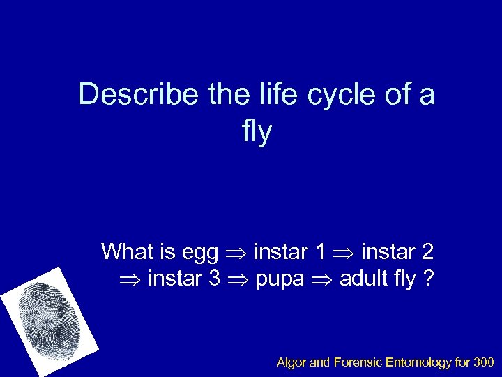 Describe the life cycle of a fly What is egg instar 1 instar 2