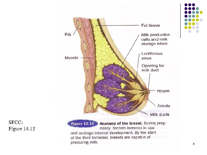 SFCC: Figure 14. 12 5 