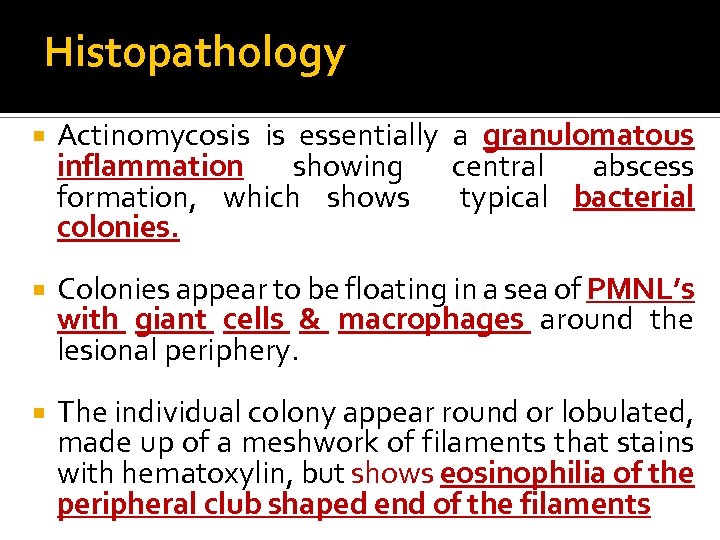 Histopathology Actinomycosis is essentially a granulomatous inflammation showing central abscess formation, which shows typical