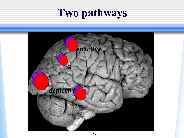 Two pathways enactive depictive Perspective 