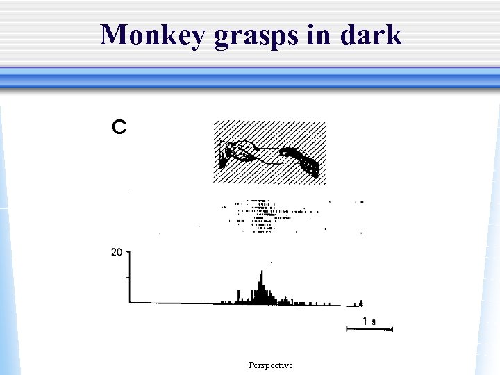 Monkey grasps in dark Perspective 