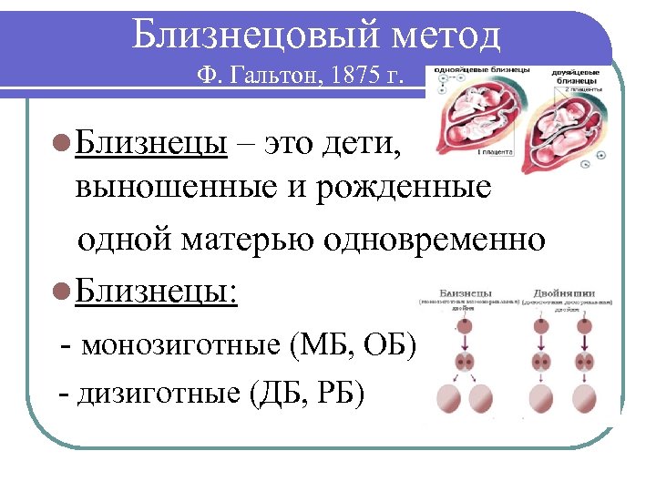 Близнецовый метод Ф. Гальтон, 1875 г. l Близнецы – это дети, выношенные и рожденные