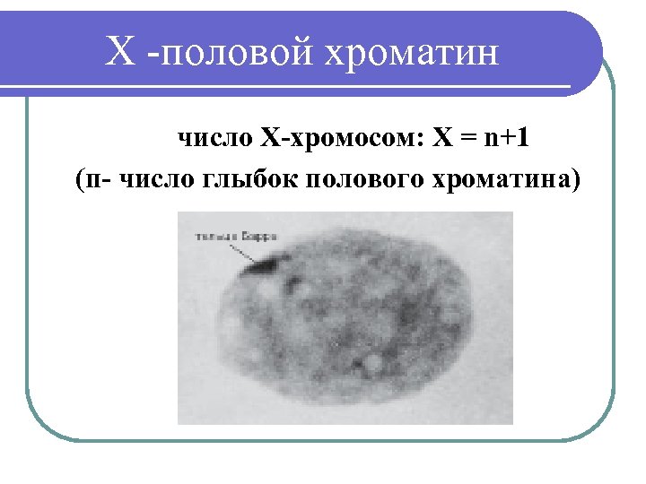 X -половой хроматин число Х-хромосом: Х = n+1 (п- число глыбок полового хроматина) 