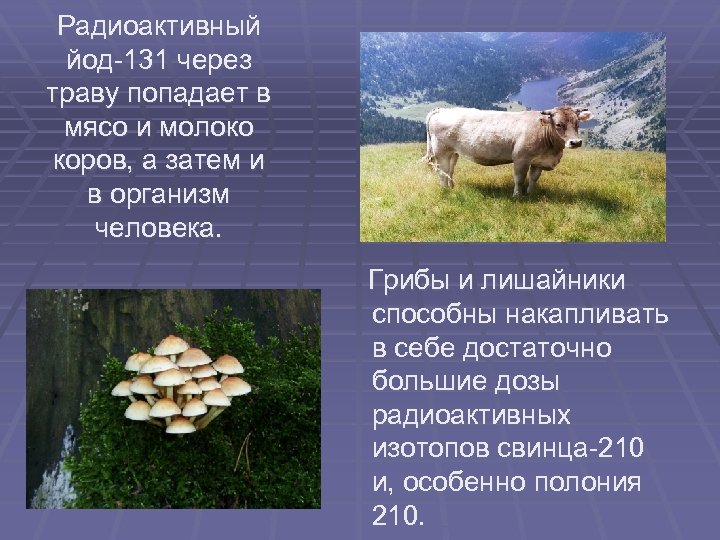 Радиоактивный йод-131 через траву попадает в мясо и молоко коров, а затем и в