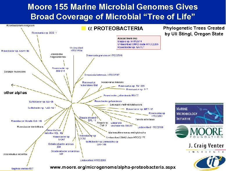 Moore 155 Marine Microbial Genomes Gives Broad Coverage of Microbial “Tree of Life” Phylogenetic