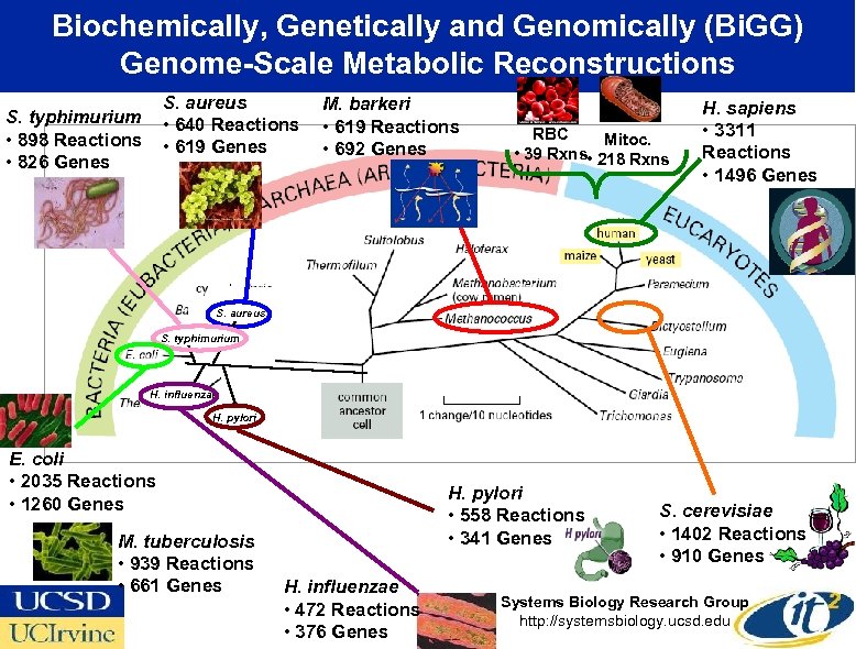 Biochemically, Genetically and Genomically (Bi. GG) Genome-Scale Metabolic Reconstructions S. aureus • 640 Reactions