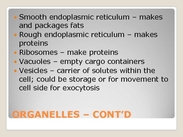Smooth endoplasmic reticulum – makes and packages fats Rough endoplasmic reticulum – makes proteins