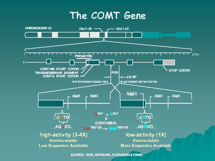 The COMT Gene CHROMOSOME 22 22 q 11. 23 1 22 q 11. 22