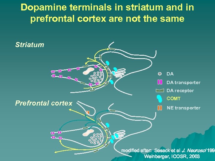 Dopamine terminals in striatum and in prefrontal cortex are not the same Striatum DA