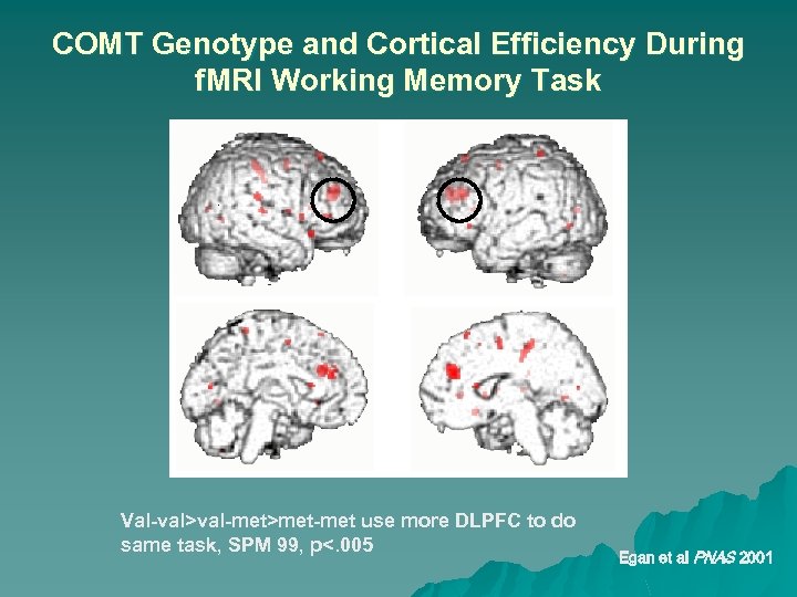 COMT Genotype and Cortical Efficiency During f. MRI Working Memory Task Val-val>val-met>met-met use more