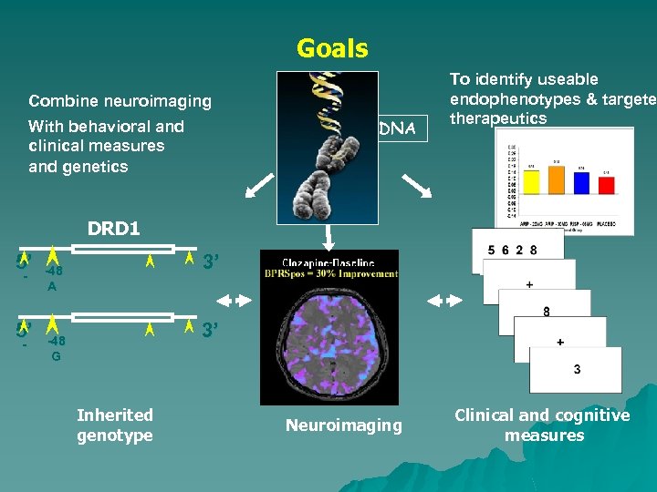 Goals Combine neuroimaging DNA With behavioral and clinical measures and genetics To identify useable