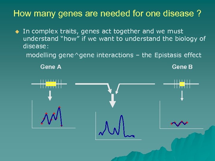 How many genes are needed for one disease ? u In complex traits, genes