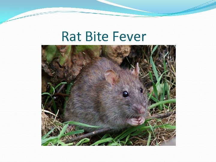 Rat Bite Fever 