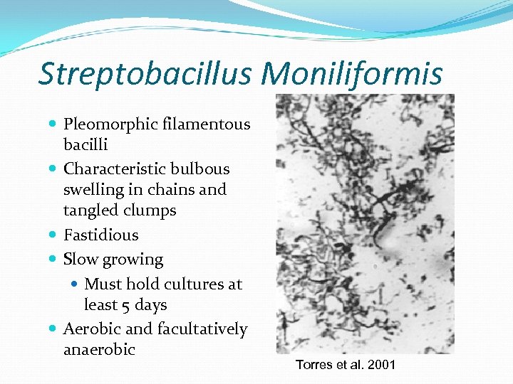 Streptobacillus Moniliformis Pleomorphic filamentous bacilli Characteristic bulbous swelling in chains and tangled clumps Fastidious