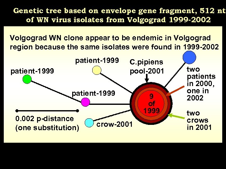 Genetic tree based on envelope gene fragment, 512 nt, of WN virus isolates from