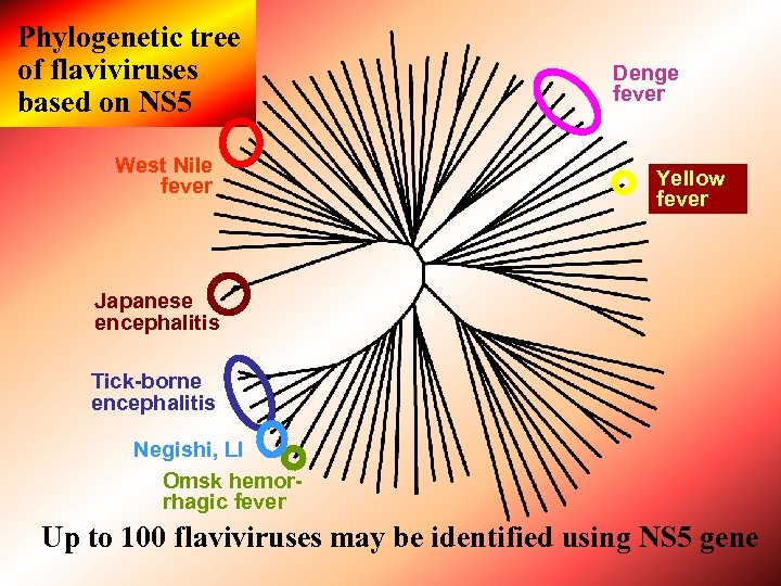 Phylogenetic tree of flaviviruses based on NS 5 West Nile fever Denge fever Yellow