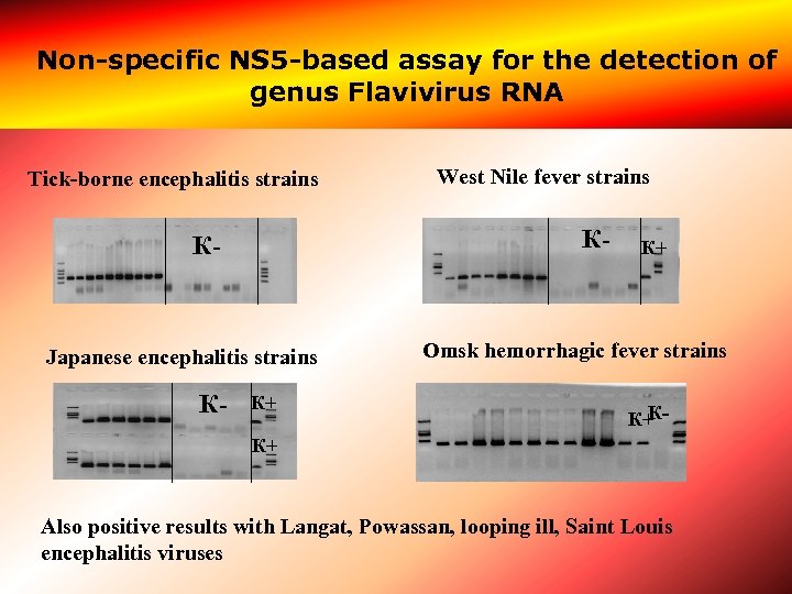 Non-specific NS 5 -based assay for the detection of genus Flavivirus RNA Tick-borne encephalitis