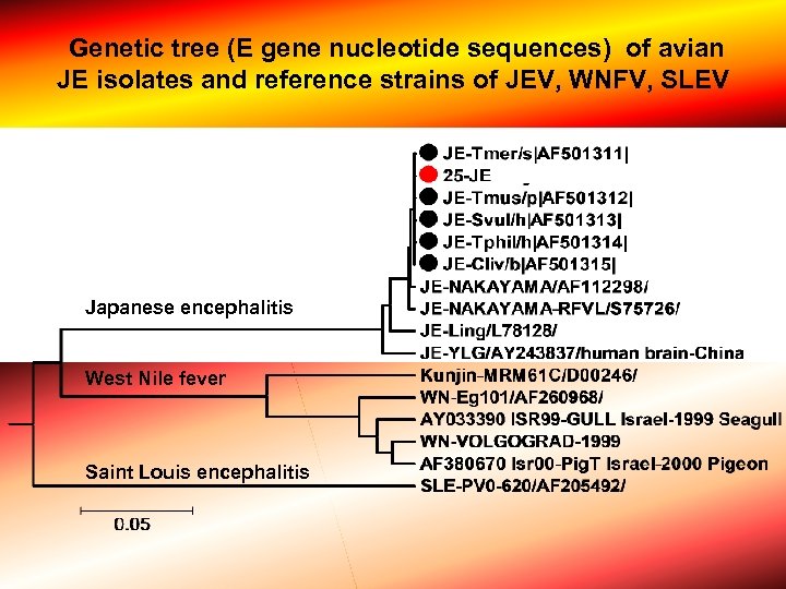 Genetic tree (E gene nucleotide sequences) of avian JE isolates and reference strains of