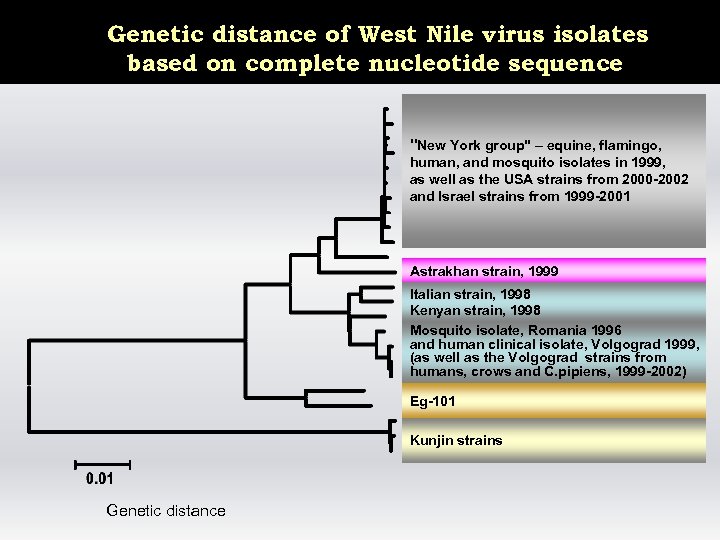 Genetic distance of West Nile virus isolates based on complete nucleotide sequence 