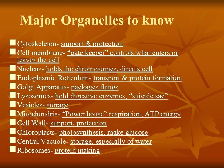 Major Organelles to know n Cytoskeleton- support & protection n Cell membrane- “gate keeper”